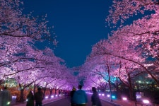 경주시 관광자원 영상이미지 - 이미지 다운로드 >경주 여기 저기 >보문관광단지권