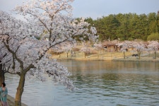 경주시 관광자원 영상이미지 - 이미지 다운로드 >경주 여기 저기 >보문관광단지권