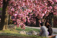 경주시 관광자원 영상이미지 - 이미지 다운로드 >경주 여기 저기 >불국사권