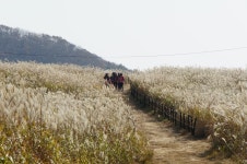 동대봉산 무장봉(억새군락지) | 보문관광단지권 | 권역별 관광지 | 경주 여행 | 경주문화관광 경주문화관광