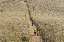 동대봉산 무장봉(억새군락지) | 보문관광단지권 | 권역별 관광지 | 경주 여행 | 경주문화관광 경주문화관광