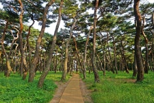 황성공원 | 서악,북부권 | 권역별 관광지 | 경주 여행 | 경주문화관광 경주문화관광