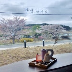 경주시 관광자원 영상이미지 - 이미지 다운로드 >행사,축제 >벚꽃 축제