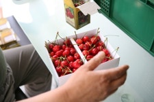 (글보기)― 새콤달콤 체리 맛 보세요! ― | 경주시정뉴스 - 시정소식 >최신기사