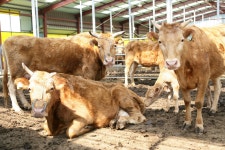 (글보기)경주시, 양축농가 지원대책 마련 | 경주시정뉴스 - 포토뉴스 >포토뉴스