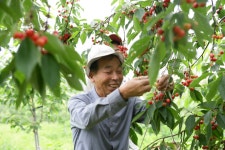 (글보기)FTA대응 체리 품종 선발 및 비가림재배 현장 평가회 개최 | 경주시정뉴스 - 시정소식 >시정포커스