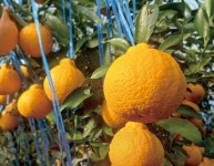 육지의 햇살을 품은경주 한라봉 – 아름다운 경주이야기   육지의 햇살을 품은경주 한라봉