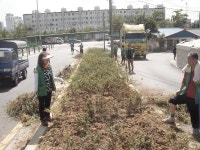 보도자료-효성1동 새마을협의회, 자투리 땅에 수목 식재 내용 | 계양구청>정보공개>행정소식