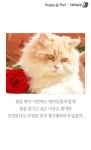 [펫카드] 냥아, 그 꽃 향기를 맡지 마오 - 사람과 동물의 행복한 동행 해피펫 [펫카드] 냥아, 그 꽃 향기를 맡지 마오