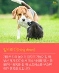 [올어바웃펫] 반려견의 몸짓언어를 아시나요? - 사람과 동물의 행복한 동행 해피펫 [올어바웃펫] 반려견의 몸짓언어를 아시나요?