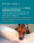 [올어바웃펫] 개를 목욕시키는 완벽한 방법 - 사람과 동물의 행복한 동행 해피펫 [올어바웃펫] 개를 목욕시키는 완벽한 방법