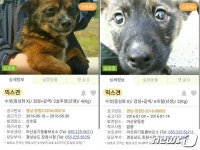 [뚱아저씨의 동행] 토리를 부러워하는 호동이와 로키 - 사람과... 행복한 동행 해피펫 [뚱아저씨의 동행] 토리를 부러워하는 호동이와 로키