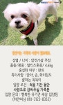 [펫카드]가족 품이 가장 좋아요…안락사될뻔한 강아지 장선이 - 사람과 동물의 행복한 동행 해피펫 [펫카드]가족 품이 가장 좋아요... 
