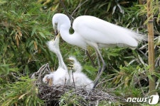 [화보]포항시 기계면 서숲 찾은 백로가족 - 사람과 동물의 행복한 동행 해피펫 [화보]포항시 기계면 서숲 찾은 백로가족