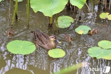 방학천 오리가족 돌팔매질 10대 형제 송치…무면허 운전은 통고처분... 동행 해피펫 방학천 오리가족 돌팔매질 10대 형제 송치…무면허... 