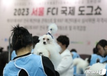 진지하게 열리고 있는 전국애견미용 콘테스트 - 사람과 동물의 행복한 동행 해피펫 진지하게 열리고 있는 전국애견미용 콘테스트