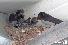 배고픈 제비 - 사람과 동물의 행복한 동행 해피펫 배고픈 제비