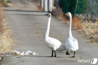 [화보]포항 흥해 들녘 찾은 천연기념물 큰고니…23마리 관측 - 사람과 동물의 행복한 동행 '해피펫' [화보]포항 흥해 들녘 찾은 천연기념물...