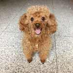 털길어도 예쁘개 똘이^^ - 사람과 동물의 행복한 동행 해피펫 털길어도 예쁘개 똘이^^