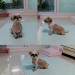 미용하고 온넌 누구니 - 사람과 동물의 행복한 동행 해피펫 미용하고 온넌 누구니