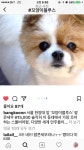 나와함께일하는귀엽개 - 사람과 동물의 행복한 동행 해피펫 나와함께일하는귀엽개