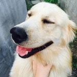 세상행복하개 - 사람과 동물의 행복한 동행 해피펫 세상행복하개