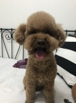 주인이 제일 만만한 막내포미 - 사람과 동물의 행복한 동행 해피펫 주인이 제일 만만한 막내포미
