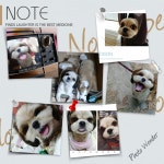 짱구에요 - 사람과 동물의 행복한 동행 해피펫 짱구에요