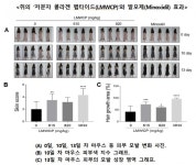 피부‧관절 개선하는 콜라겐, ‘탈모’도 치료? - 힐팁 피부‧관절 개선하는 콜라겐, ‘탈모’도 치료?