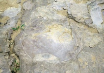 국가유산이미지 | 대곡리공룡발자국화석 대곡리공룡발자국화석