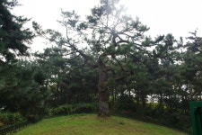 문화재이미지 | 오른쪽 형제송 오른쪽 형제송