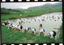 국가유산이미지 | 20616_모심기_남도들노래_국가유산청 20616_모심기_남도들노래_국가유산청