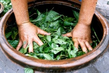 국가유산이미지 | 49579_쪽밭에서 베어온 쪽풀을 독에 담기_염색장_국가유산청 49579_쪽밭에서 베어온 쪽풀을 독에 담기_염색장_국가유산청