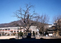 국가유산이미지 | 계산동은행나무 계산동은행나무
