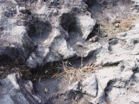 국가유산이미지 | 성혈 - 상예동지석묘 1호 성혈 - 상예동지석묘 1호