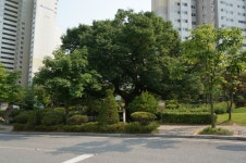 국가유산이미지 | 봉산동 느티나무 전경 봉산동 느티나무 전경