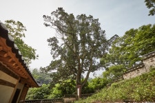 문화재이미지 | 시도기념물 제61호_가평연하리향나무_02 시도기념물 제61호_가평연하리향나무_02