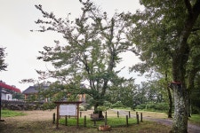 문화재이미지 | 시도기념물제51호_관음사의왕벚나무자생지_002 시도기념물제51호_관음사의왕벚나무자생지_002