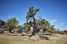 국가유산이미지 | 시도기념물 서산송곡사향나무_전경1 시도기념물 서산송곡사향나무_전경1