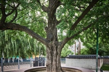 국가유산이미지 | 계산동 은행나무 계산동 은행나무