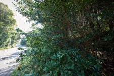 문화재이미지 | 시도기념물 제18호_선흘리백서향및변산일엽군락_1 시도기념물 제18호_선흘리백서향및변산일엽군락_1