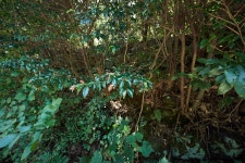 문화재이미지 | 시도기념물 제18호_선흘리백서향및변산일엽군락_2 시도기념물 제18호_선흘리백서향및변산일엽군락_2