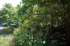 문화재이미지 | 시도기념물 제18호_선흘리백서향및변산일엽군락_5 시도기념물 제18호_선흘리백서향및변산일엽군락_5