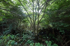 국가유산이미지 | 선흘리백서향및변산일엽군락 선흘리백서향및변산일엽군락