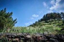 국가유산이미지 | 비양도의비양나무자생지 비양도의비양나무자생지