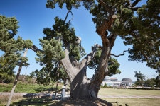 국가유산이미지 | 서산송곡사향나무 서산송곡사향나무