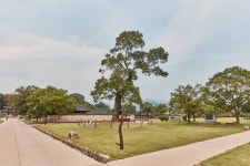 국가유산이미지 | 서산해미읍성회화나무 서산해미읍성회화나무