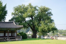 국가유산이미지 | 부여 홍산객사 은행나무(사진)_은행나무와 객사 (촬영년도_2024년) 부여 홍산객사 은행나무(사진)_은행나무와 객사... 