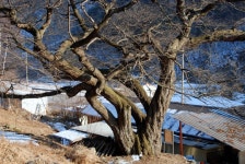 국가유산이미지 | 평창 운교리 밤나무 평창 운교리 밤나무