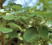 국가유산이미지 | 후박나무 후박나무